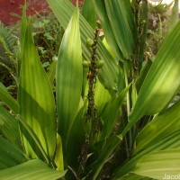 Dracaena aubryana Brongn. ex É.Morren